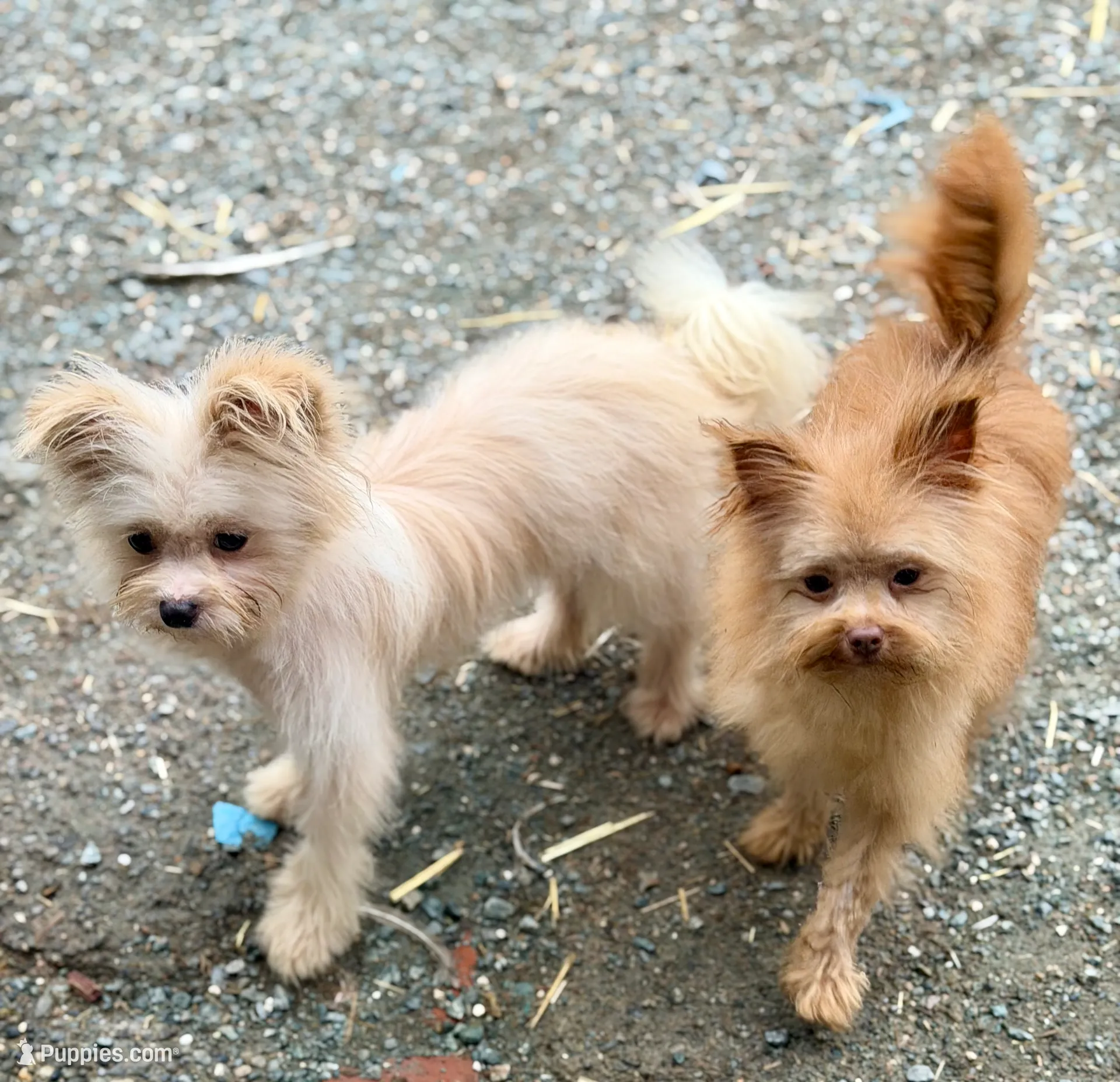 processed/24679721-4a8f-4bca-a701-c0322d2995a6/listing/b4799206-43cd-4694-bd99-e05db36804ba/e1c6347b-d194-4faa-ba03-c52d04419245