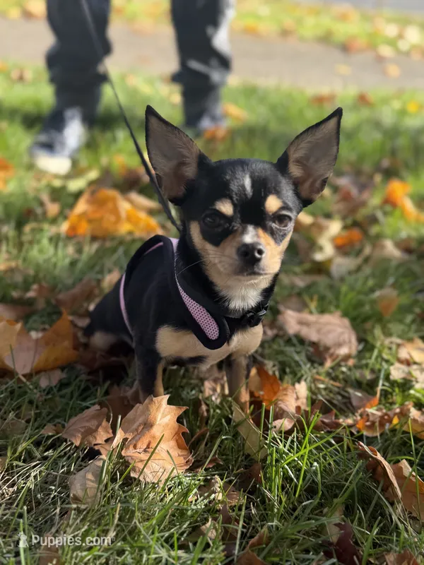 Coco – Chihuahua puppy for sale in Bellingham, WA