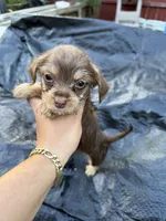 Chocolate Male, a male Chihuahua and Yorkshire Terrier for sale in Bellingham, WA – 10 of 10