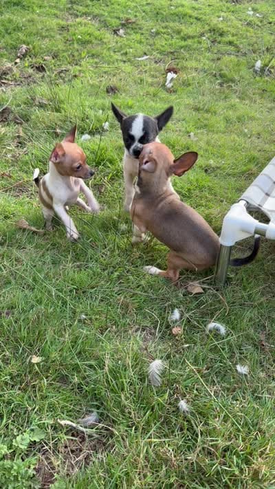Polo, a male Chihuahua for sale in Bellingham, WA – 1 of 2