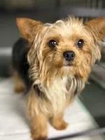 Bella, a female Yorkshire Terrier for sale in Bellingham, WA – 3 of 8