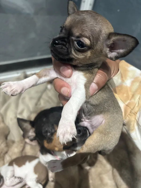 Tiny! Gucci – Chihuahua puppy for sale in Bellingham, WA