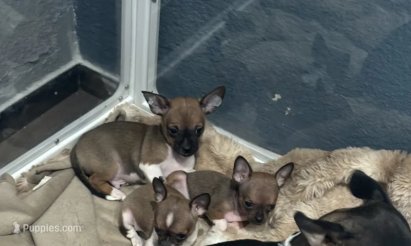Polo – Chihuahua puppy for sale in Bellingham, WA