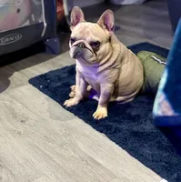 Isabella 🥰, a female French Bulldog for sale in Bellingham, WA – Photo 9 of 10