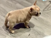 Isabella 🥰, a female French Bulldog for sale in Bellingham, WA – Photo 1 of 10