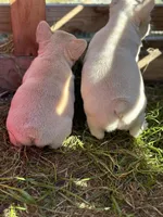 Isabella 🥰, a female French Bulldog for sale in Bellingham, WA – Photo 4 of 10