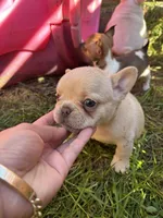 Isabella 🥰, a female French Bulldog for sale in Bellingham, WA – Photo 5 of 10