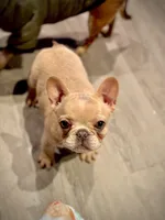 Isabella 🥰, a female French Bulldog for sale in Bellingham, WA – Photo 10 of 10