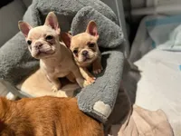 Isabella 🥰, a female French Bulldog for sale in Bellingham, WA – Photo 3 of 10