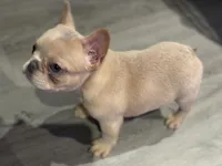 Isabella 🥰, a female French Bulldog for sale in Bellingham, WA – Photo 7 of 10