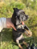Black and tan , a male Chihuahua and Yorkshire Terrier for sale in Bellingham, WA – 2 of 4