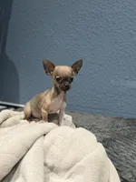 Tiny Gucci Tcup size , a male Chihuahua for sale in Bellingham, WA – 8 of 10