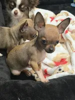 REYNA TINY BABY itty bitty TEACUP SIZE, a female Chihuahua for sale in Bellingham, WA – 4 of 6