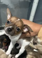 Versace, a male Chihuahua for sale in Bellingham, WA – 8 of 8
