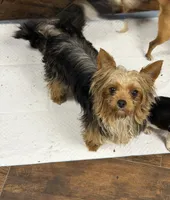 Bella, a female Yorkshire Terrier for sale in Bellingham, WA – 6 of 8
