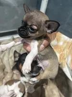 Tiny! Gucci, a male Chihuahua for sale in Bellingham, WA – 4 of 6