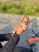 REYNA TINY BABY itty bitty TEACUP SIZE, a female Chihuahua for sale in Bellingham, WA – 2 of 6
