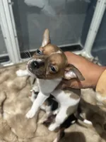 Versace, a male Chihuahua for sale in Bellingham, WA – 2 of 8