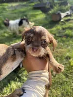 Chocolate Male, a male Chihuahua and Yorkshire Terrier for sale in Bellingham, WA – 4 of 6