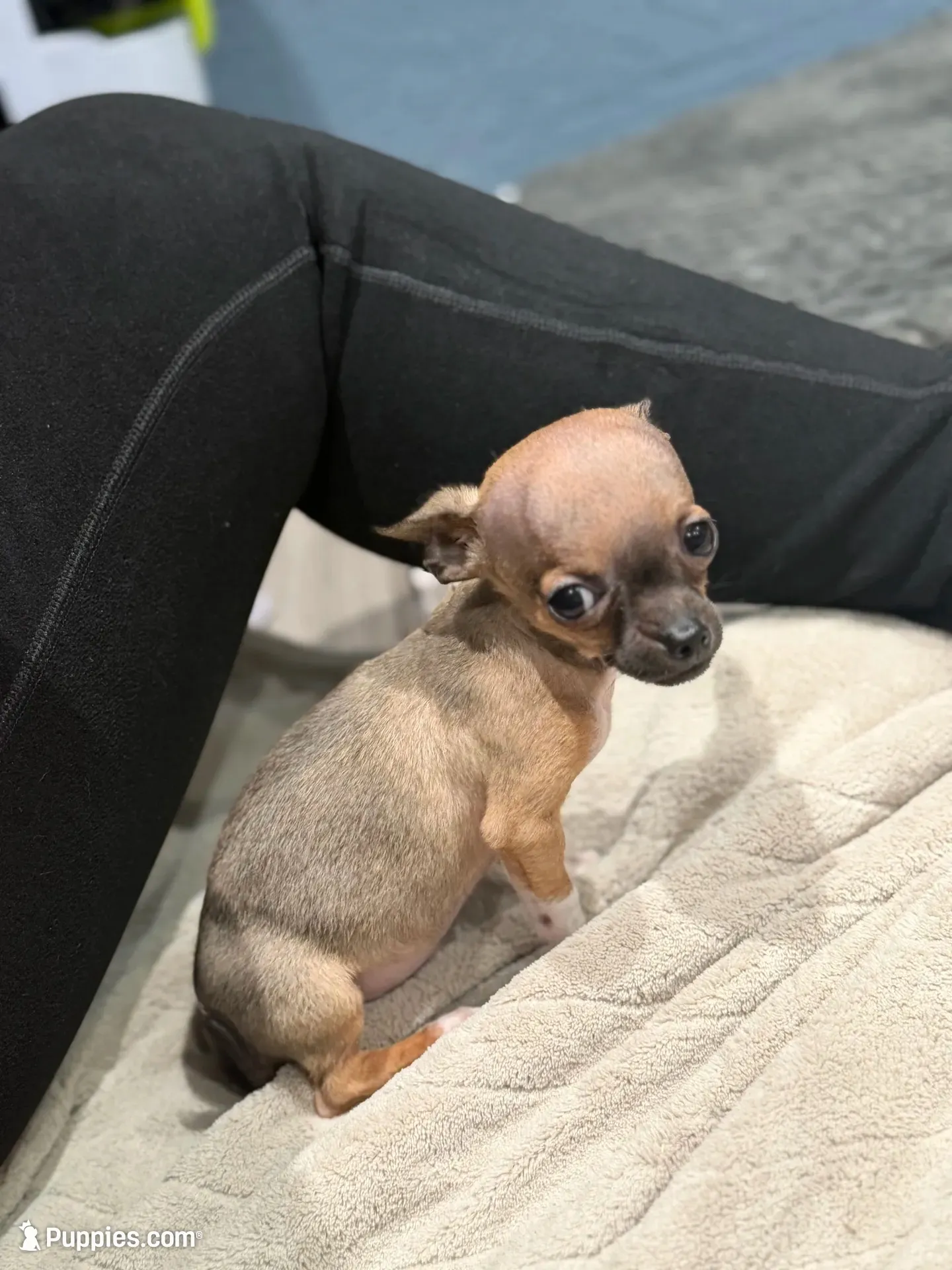 Tiny Gucci Tcup size , a male Chihuahua for sale in Bellingham, WA – 3 of 10