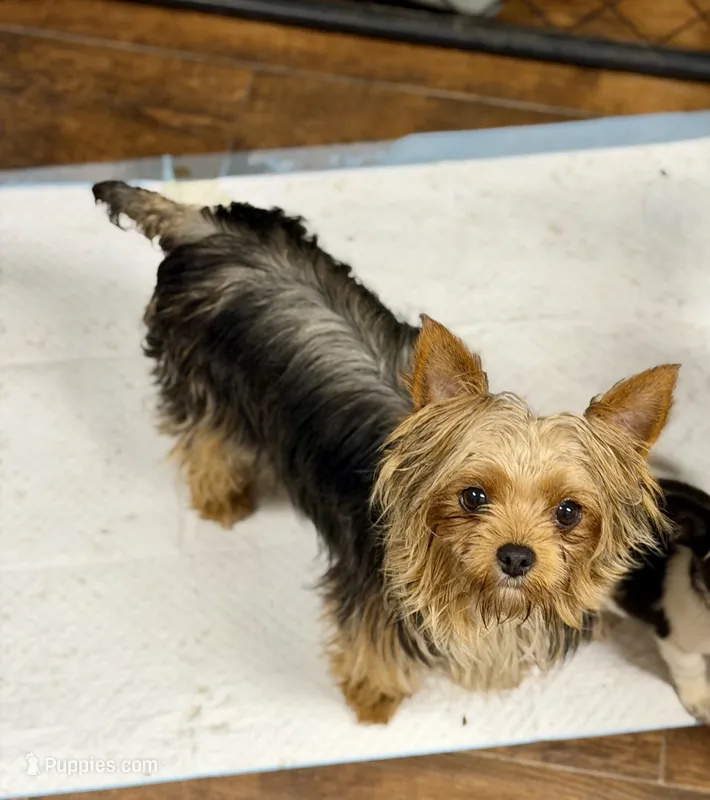 Bella – Yorkshire Terrier puppy for sale in Bellingham, WA