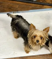 Bella, a female Yorkshire Terrier for sale in Bellingham, WA – 5 of 8