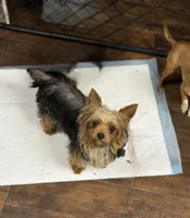 Bella, a female Yorkshire Terrier for sale in Bellingham, WA – 2 of 8