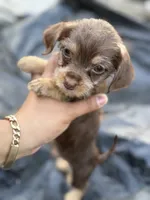 Chocolate Male, a male Chihuahua and Yorkshire Terrier for sale in Bellingham, WA – 8 of 10