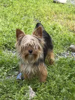 Bella, a female Yorkshire Terrier for sale in Bellingham, WA – 2 of 2