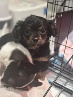 Rango. ON HOLD FOR HYDIE, a male Dachshund and Chihuahua for sale in Bellingham, WA – 3 of 8