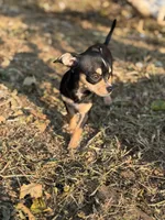 Coco, a female Chihuahua for sale in Bellingham, WA – 3 of 7