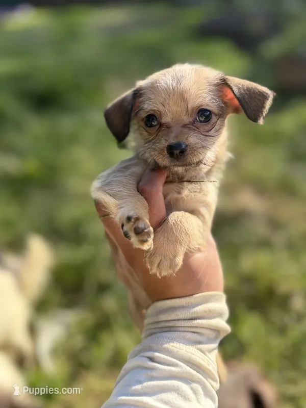 Linda – Chihuahua, Yorkshire Terrier puppy for sale in Bellingham, WA