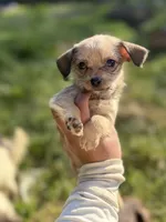 Linda, a female Chihuahua and Yorkshire Terrier for sale in Bellingham, WA – 1 of 6