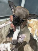Tiny! Gucci, a male Chihuahua for sale in Bellingham, WA – 3 of 6