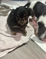 Rango. ON HOLD FOR HYDIE, a male Dachshund and Chihuahua for sale in Bellingham, WA – 4 of 8