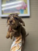 Chocolate Male, a male Chihuahua and Yorkshire Terrier for sale in Bellingham, WA – 6 of 9