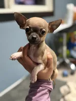 Tiny Gucci Tcup size , a male Chihuahua for sale in Bellingham, WA – 7 of 10