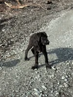 Rita, a female Great Dane and Newfypoo for sale in Bellingham, WA – Photo 2 of 6