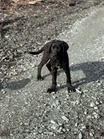 Rita, a female Great Dane and Newfypoo for sale in Bellingham, WA – Photo 5 of 6