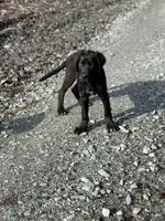 Rita, a female Great Dane and Newfypoo for sale in Bellingham, WA – Photo 3 of 6