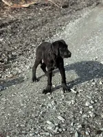 Rita, a female Great Dane and Newfypoo for sale in Bellingham, WA – Photo 6 of 6