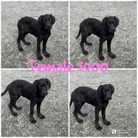 Rita, a female Great Dane and Newfypoo for sale in Bellingham, WA – Photo 1 of 6