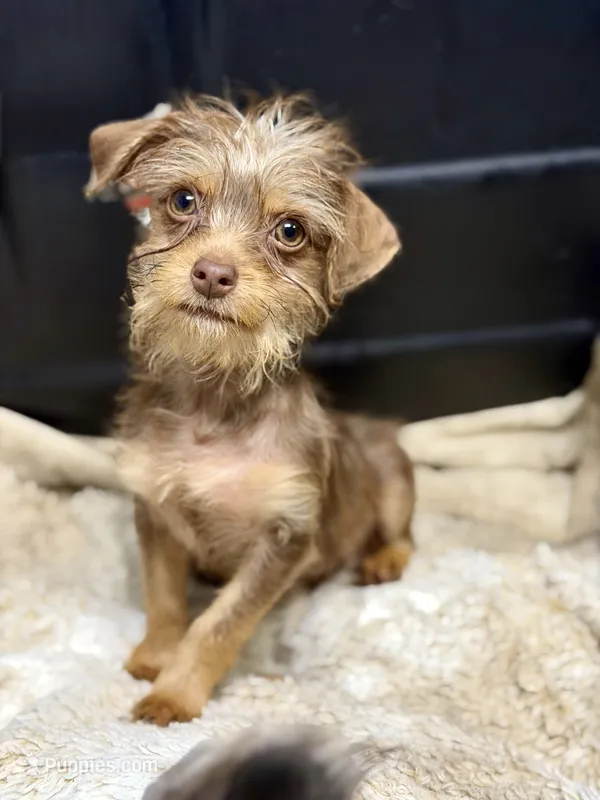 Chocolate Male – Chihuahua, Yorkshire Terrier puppy for sale in Bellingham, WA
