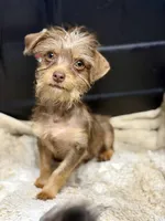 Chocolate Male, a male Chihuahua and Yorkshire Terrier for sale in Bellingham, WA – 2 of 9