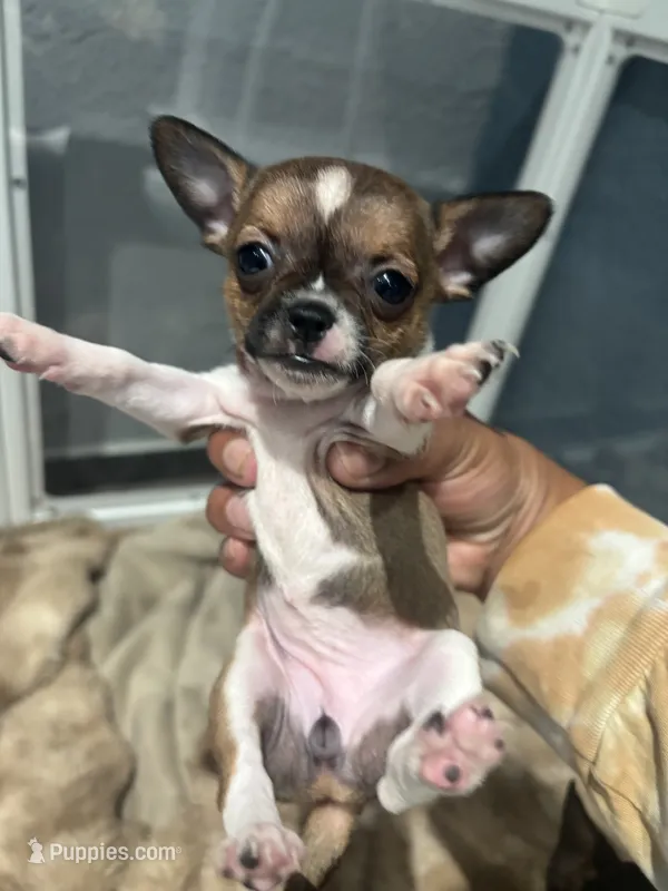 Prada TINY TEACUP SIZE – Chihuahua puppy for sale in Bellingham, WA
