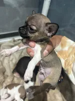 Tiny! Gucci, a male Chihuahua for sale in Bellingham, WA – 5 of 6