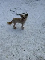 Lilly, a female Pomeranian and Yorkshire Terrier for sale in Bellingham, WA – Photo 3 of 4