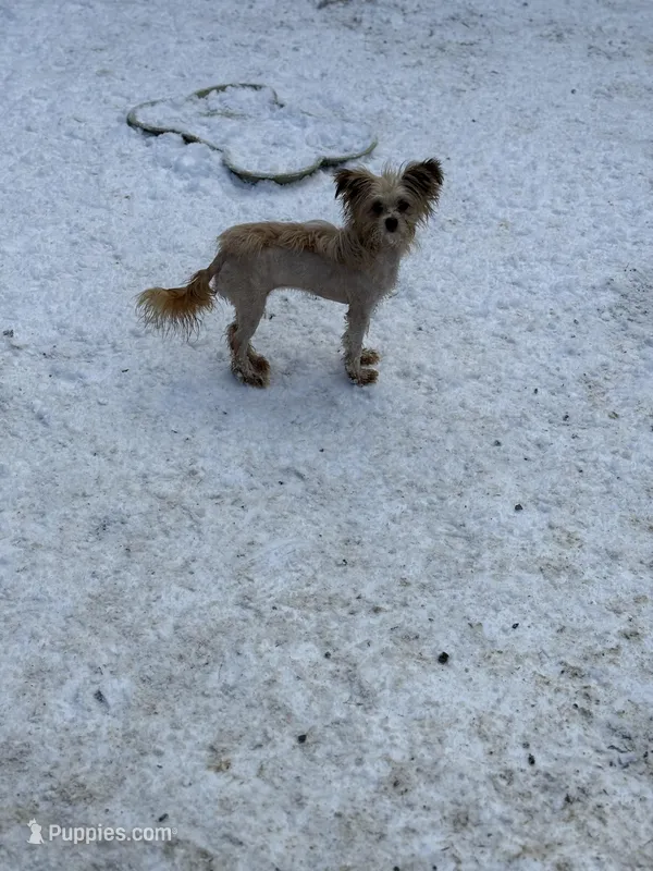 Lilly, a female Pomeranian and Yorkshire Terrier for sale in Bellingham, WA – Photo 1 of 4
