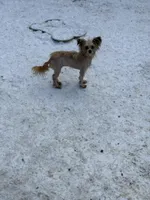 Lilly, a female Pomeranian and Yorkshire Terrier for sale in Bellingham, WA – Photo 1 of 4