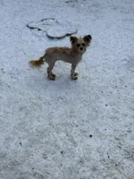 Lilly, a female Pomeranian and Yorkshire Terrier for sale in Bellingham, WA – Photo 2 of 4